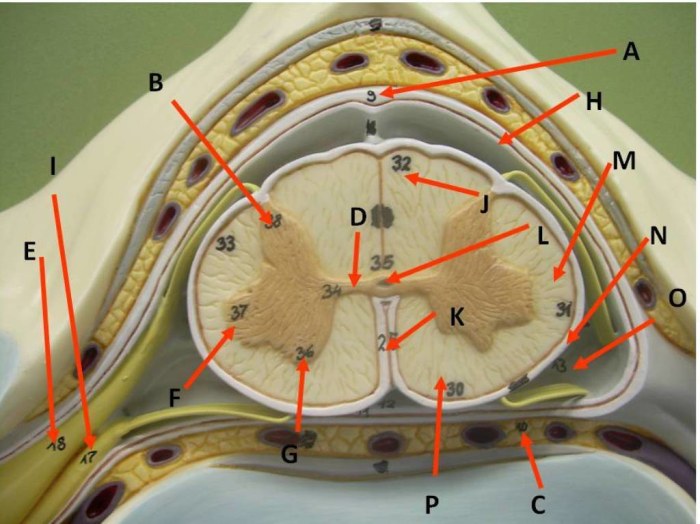 Spinal cord anatomy sectional orthopaedicprinciples