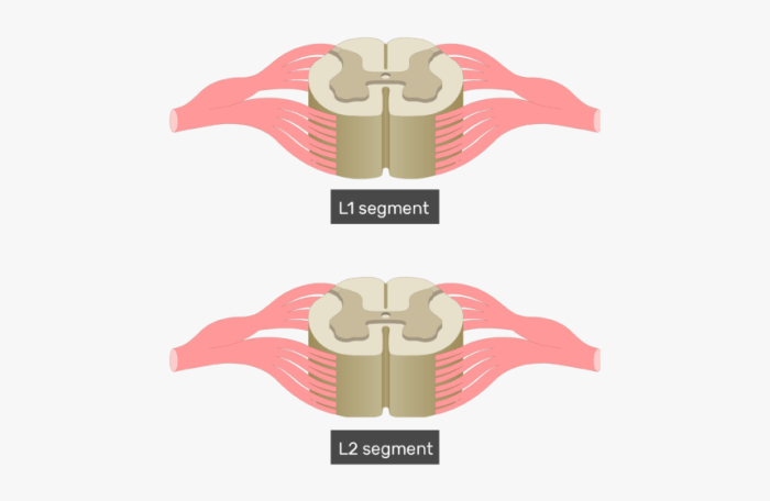 Spinal matter histology posterior horns commissure nervous median sulcus lateral ventral nerve neuron dorsal funiculus fissure darker mater kctcs owensboro