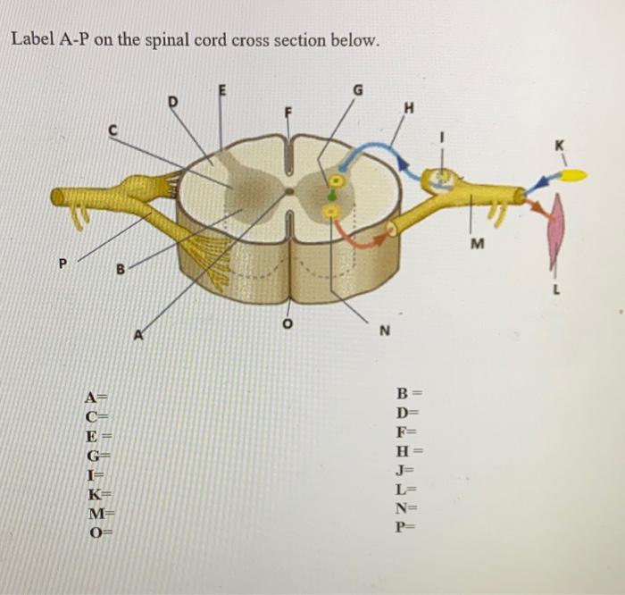 Unlabeled spinal cord cross section