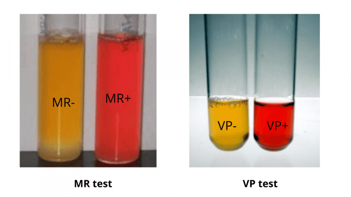 Methyl red and voges-proskauer tests