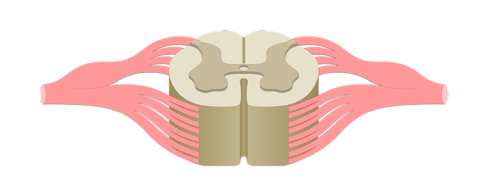 Spinal cord anatomy cross diagram section human ventral labeled tracts nervous dorsal horn horns physiology nerve root nerves model spine