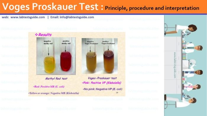 Methyl red and voges-proskauer tests