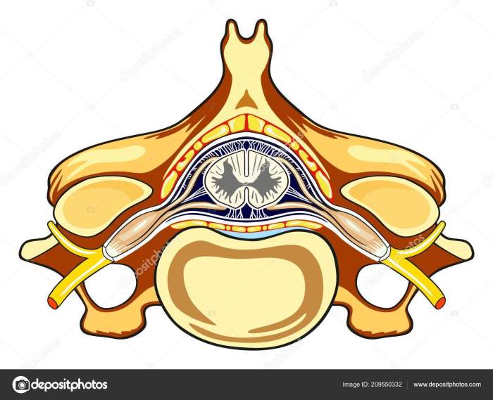 Spinal embryology cord meninges neural embryo cervical vertebrae section unlabeled