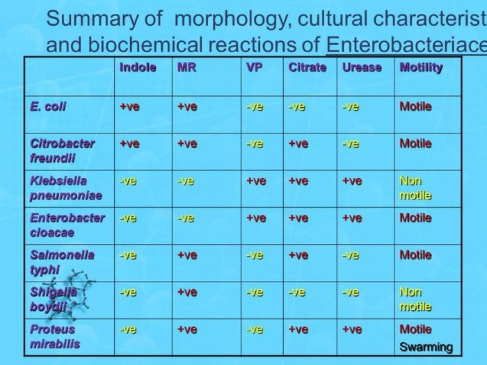 Methyl red and voges-proskauer tests