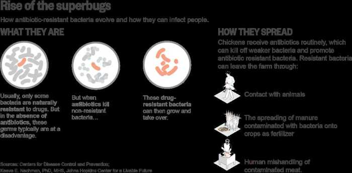 Rise of the superbugs answer key