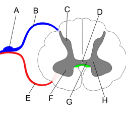 Unlabeled spinal cord cross section