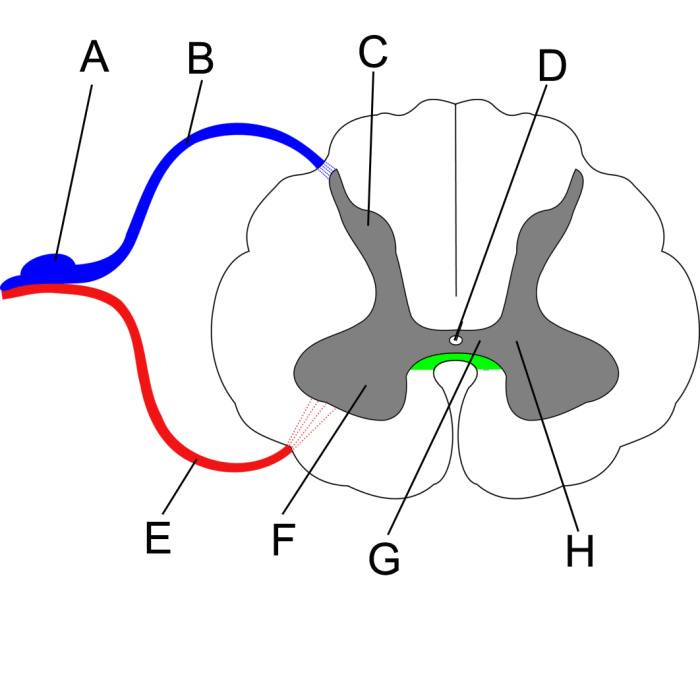 Unlabeled spinal cord cross section