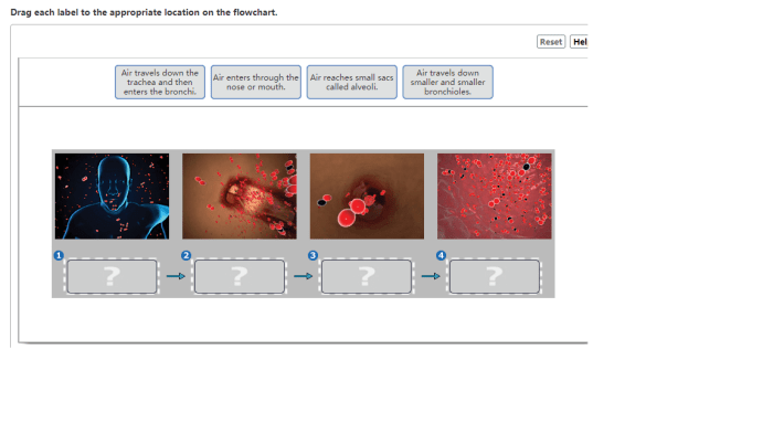 Drag each label to the appropriate location on the flowchart