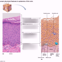 Art-labeling activity the structure of the epidermis