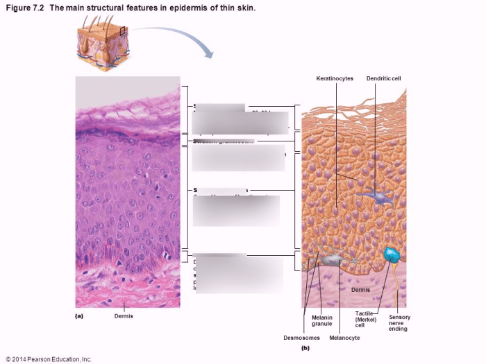 Art-labeling activity the structure of the epidermis