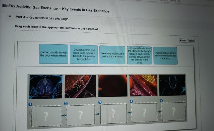 Drag each label to the appropriate location on the flowchart