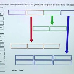 Drag each label into the appropriate joint classification