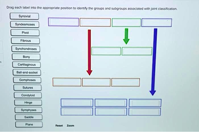 Drag each label into the appropriate joint classification