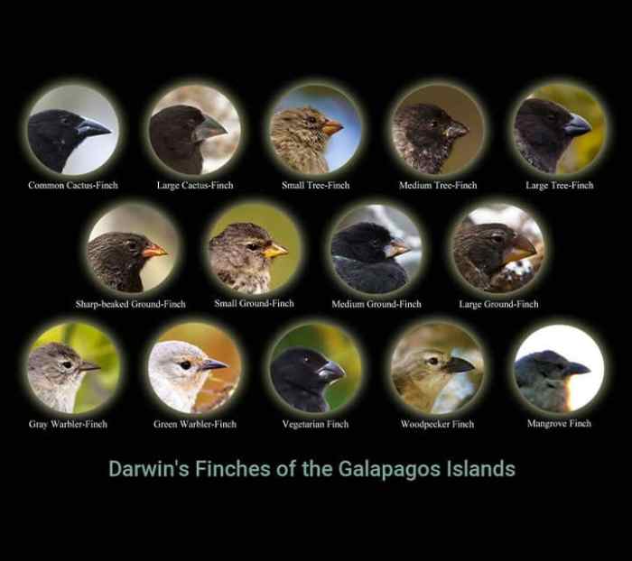 The 14 species of finches on the galapagos islands