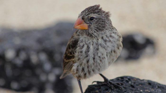 Galapagos darwin finches finch darwins endemic vink extinction inhabitat spotting worldatlas rainforest cruises