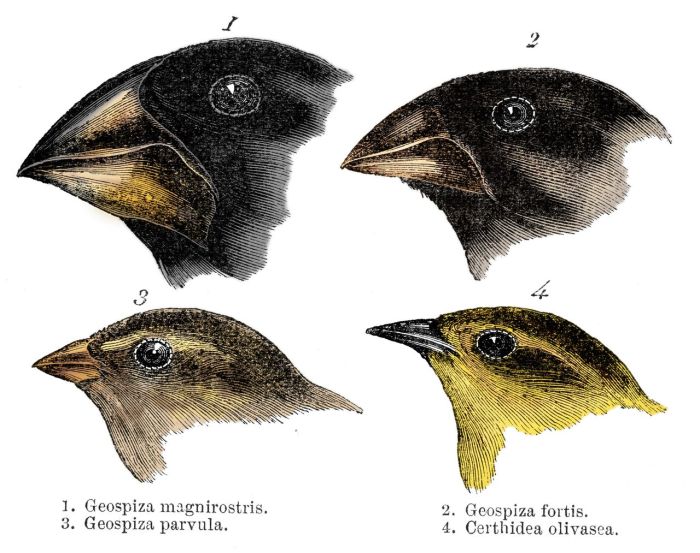 The 14 species of finches on the galapagos islands