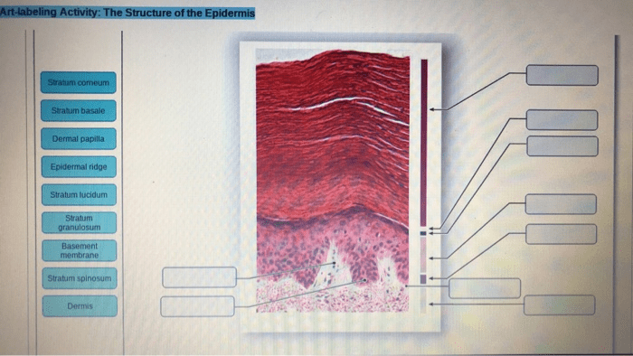 Art-labeling activity the structure of the epidermis