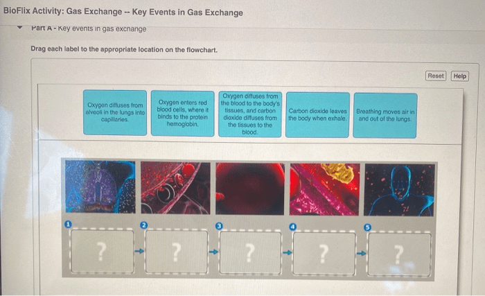 Label appropriate drag location oxygen blood each diffuses body answer carbon air lungs tissues cells help solved dioxide enters alveoli